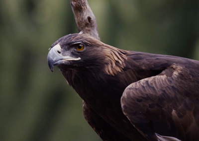 El Vuelo del Águila